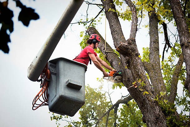 Why Choose Our Tree Removal Services in Orleans, VT?