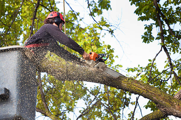 Lawn Pest Prevention in Orleans, VT